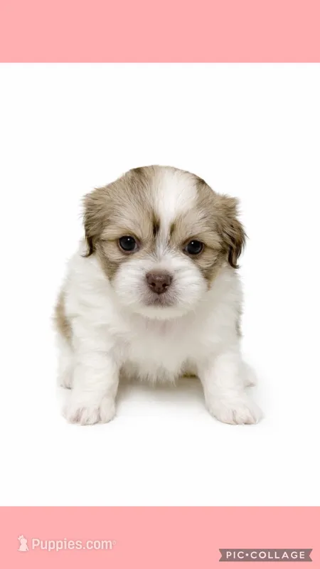 Light red – Mal Shi puppy for sale in Ville Platte, LA