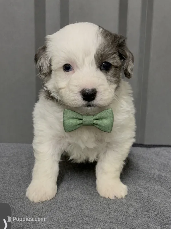 Blue Merle parti – Maltipoo puppy for sale in Ville Platte, LA
