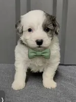 Blue Merle parti, a male Maltipoo for sale in Ville Platte, LA – 3 of 9
