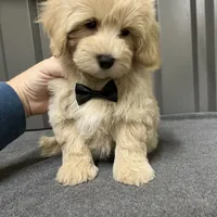 Male green, a male Maltipoo for sale in Ville Platte, LA – Photo 2 of 6