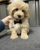 Male green, a male Maltipoo for sale in Ville Platte, LA – Photo 2 of 6