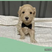 Male green, a male Maltipoo for sale in Ville Platte, LA – Photo 4 of 6