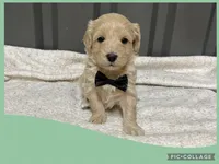 Male green, a male Maltipoo for sale in Ville Platte, LA – Photo 4 of 6