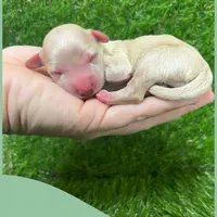 Male green, a male Maltipoo for sale in Ville Platte, LA – Photo 5 of 6