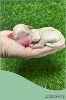 Male green, a male Maltipoo for sale in Ville Platte, LA – Photo 5 of 6