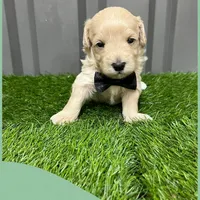 Male green, a male Maltipoo for sale in Ville Platte, LA – Photo 6 of 6