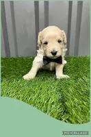 Male green, a male Maltipoo for sale in Ville Platte, LA – Photo 6 of 6