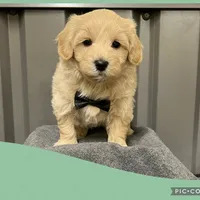 Male green, a male Maltipoo for sale in Ville Platte, LA – Photo 3 of 6