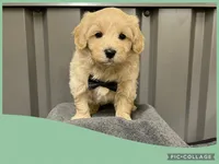 Male green, a male Maltipoo for sale in Ville Platte, LA – Photo 3 of 6