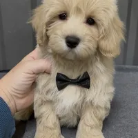 Male green, a male Maltipoo for sale in Ville Platte, LA – Photo 1 of 6