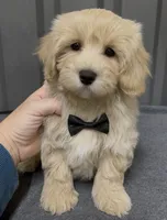 Male green, a male Maltipoo for sale in Ville Platte, LA – Photo 1 of 6