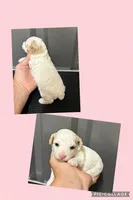 Female pink, a female Poodle - Toy  for sale in Ville Platte, LA – 6 of 8