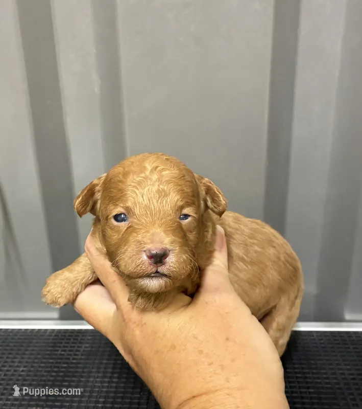 Male 1 – Maltipoo puppy for sale in Ville Platte, LA
