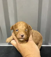 Male 1, a male Maltipoo for sale in Ville Platte, LA – 1 of 2