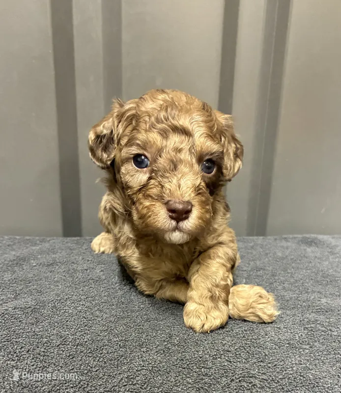 Chocolate merle – Maltipoo puppy for sale in Ville Platte, LA