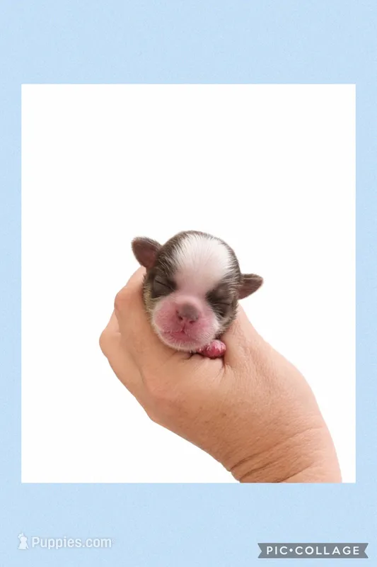 Light blue, a male Mal Shi for sale in Ville Platte, LA – 1 of 1