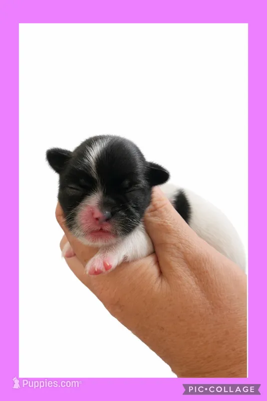Light purple – Mal Shi puppy for sale in Ville Platte, LA