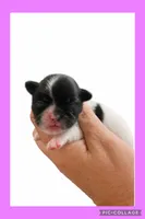Light purple, a female Mal Shi for sale in Ville Platte, LA – 1 of 1