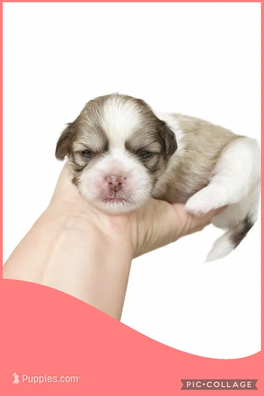 Light red – Mal Shi puppy for sale in Ville Platte, LA