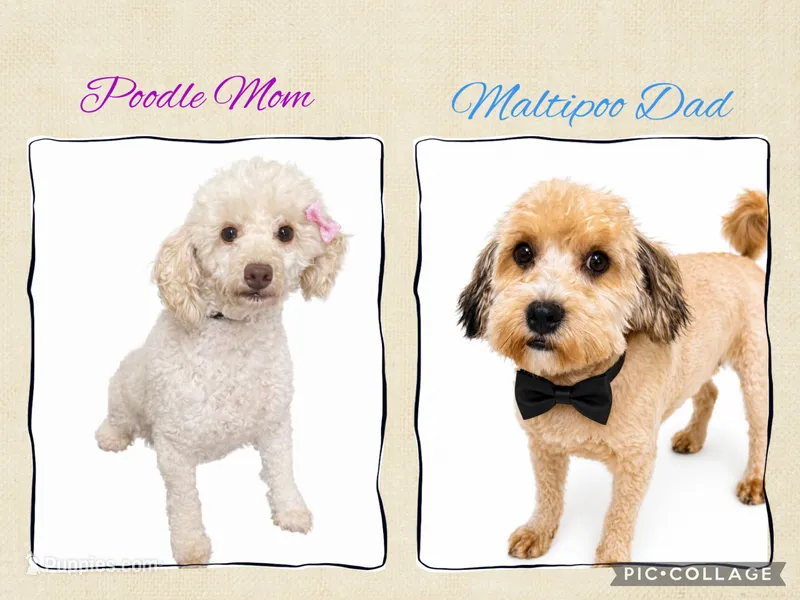 Maltipoo – Maltipoo puppy for sale in Ville Platte, LA