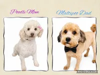 Maltipoo, a  Maltipoo for sale in Ville Platte, LA – 1 of 1