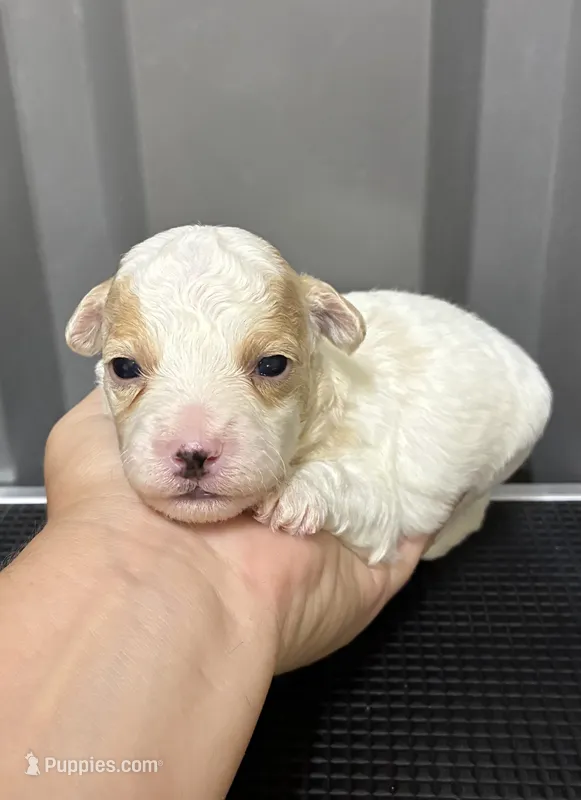 Male 2 – Maltipoo puppy for sale in Ville Platte, LA