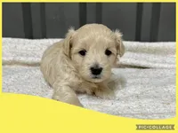 Male yellow, a male Maltipoo for sale in Ville Platte, LA – Photo 2 of 4