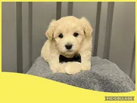 Male yellow, a male Maltipoo for sale in Ville Platte, LA – Photo 1 of 4