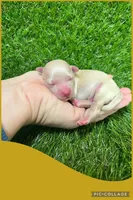 Male yellow, a male Maltipoo for sale in Ville Platte, LA – Photo 4 of 4