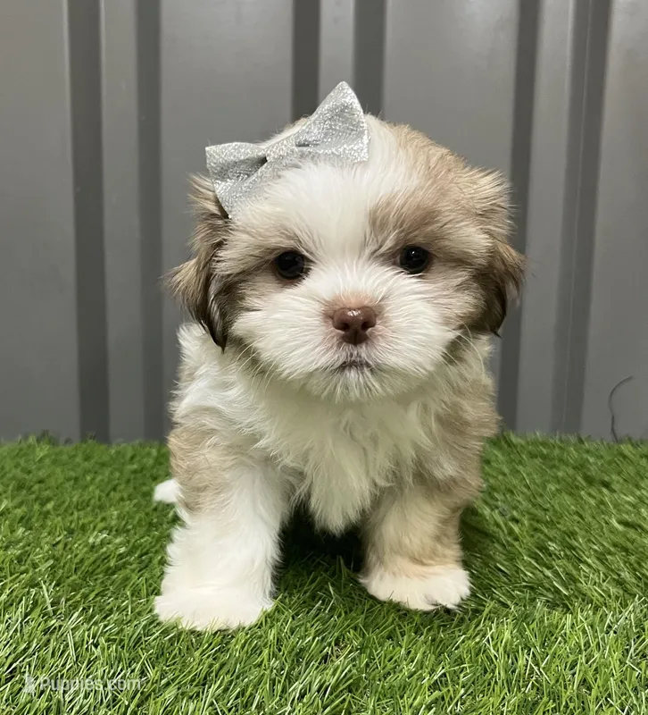 Malshi – Mal Shi puppy for sale in Ville Platte, LA