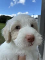 Male 4, a male Maltipoo for sale in Ville Platte, LA – 3 of 4