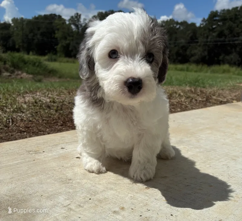 Blue Merle parti – Maltipoo puppy for sale in Ville Platte, LA