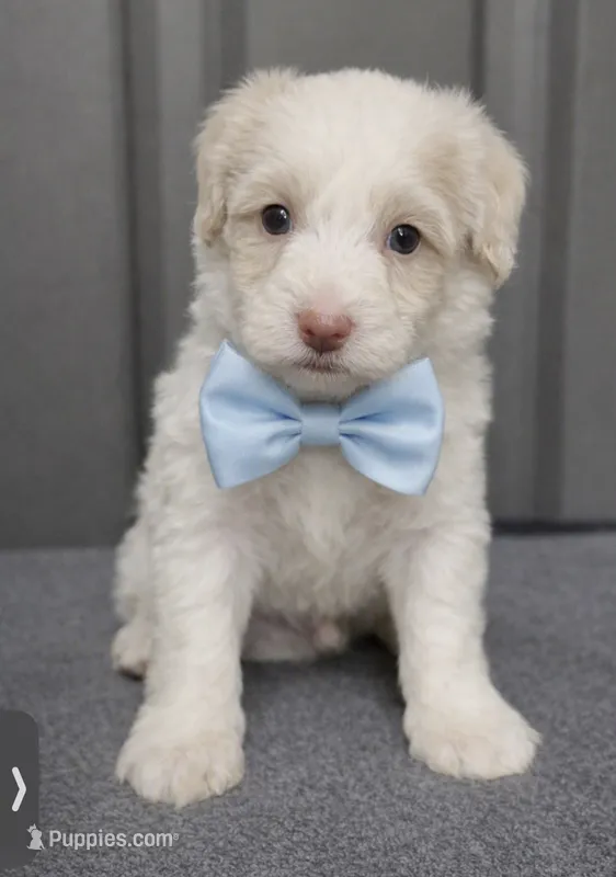 Male 4 – Maltipoo puppy for sale in Ville Platte, LA