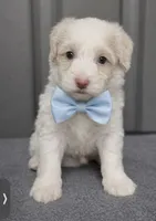 Male 4, a male Maltipoo for sale in Ville Platte, LA – 1 of 1