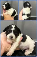 Male   1 blue, a male Poodle - Toy  for sale in Ville Platte, LA – 5 of 6