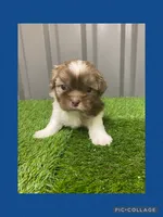 Male blue, a male Mal Shi for sale in Ville Platte, LA – Photo 1 of 3