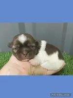 Male blue, a male Mal Shi for sale in Ville Platte, LA – Photo 2 of 3