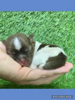 Male blue, a male Mal Shi for sale in Ville Platte, LA – Photo 3 of 3