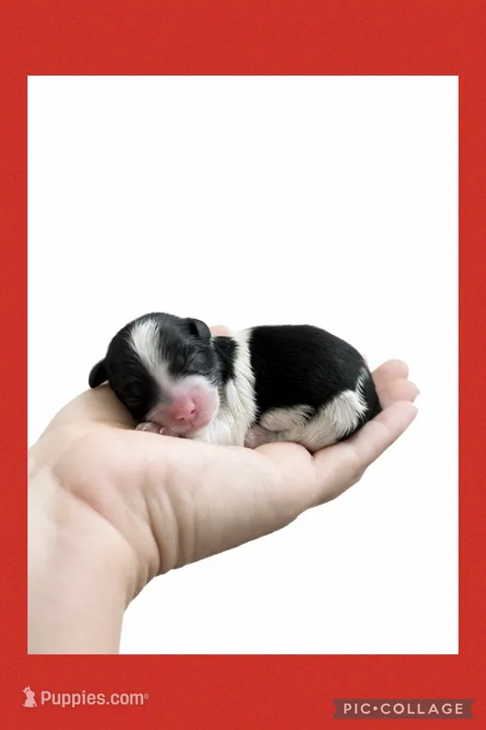 Female red – Mal Shi puppy for sale in Ville Platte, LA