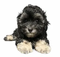  male, a male Maltipoo for sale in Ville Platte, LA – 1 of 1