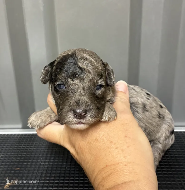Blue Merle  – Maltipoo puppy for sale in Ville Platte, LA