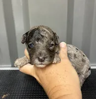 Blue Merle , a male Maltipoo for sale in Ville Platte, LA – 1 of 4