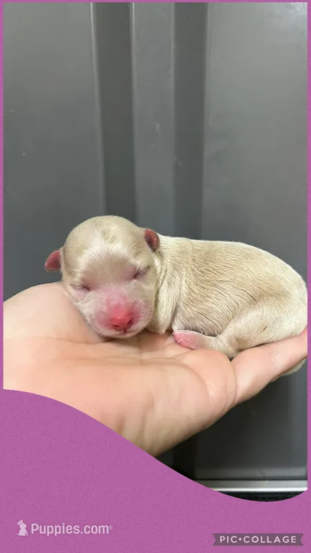 Female purple, a female Maltipoo for sale in Ville Platte, LA – 1 of 1
