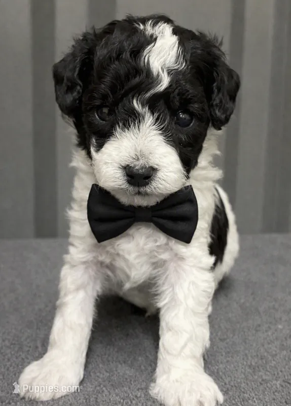 Male   1 blue – Poodle - Toy  puppy for sale in Ville Platte, LA