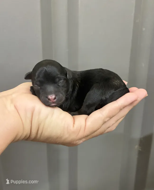 F1B maltipoo female 1 – Maltipoo puppy for sale in Ville Platte, LA