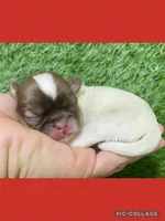 Female red, a female Mal Shi for sale in Ville Platte, LA – Photo 2 of 2