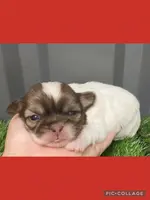 Female red, a female Mal Shi for sale in Ville Platte, LA – Photo 1 of 2