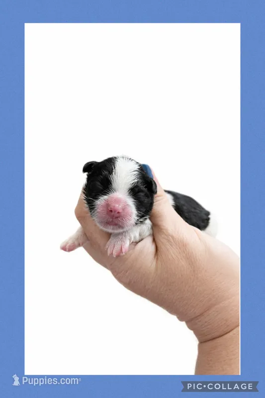 Male blue , a female Mal Shi for sale in Ville Platte, LA – 1 of 1