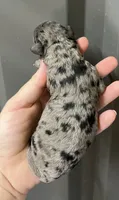 Blue Merle , a male Maltipoo for sale in Ville Platte, LA – 4 of 4