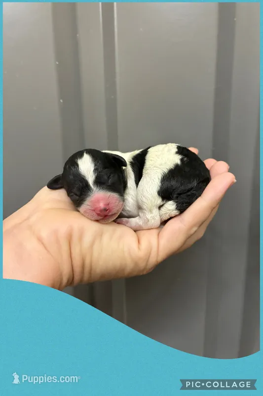 Male   1 blue – Poodle - Toy  puppy for sale in Ville Platte, LA